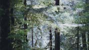 上田義彦写真展「Forest 印象と記憶 1989-2017」